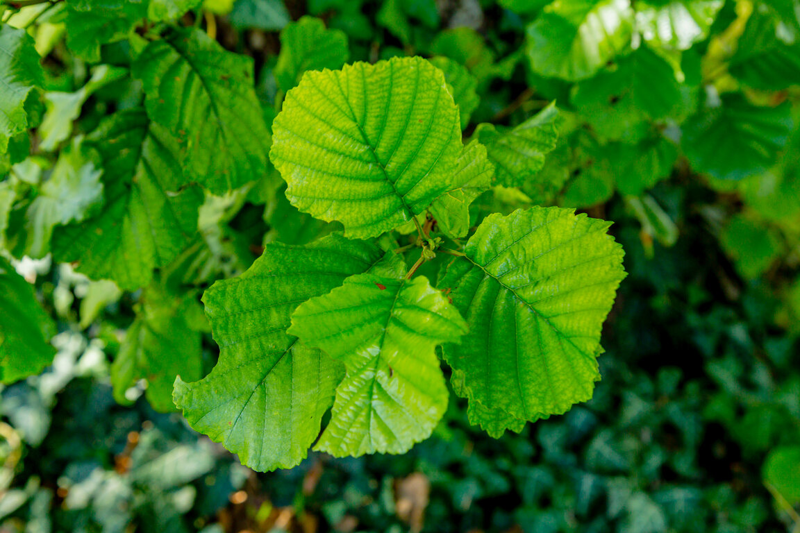Image: _JA 40870 Erle, Blatt.jpg